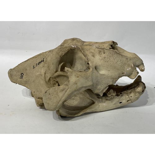 164 - 19th Century Taxidermy Lion Skull. 36cm x 27cm x 18cm