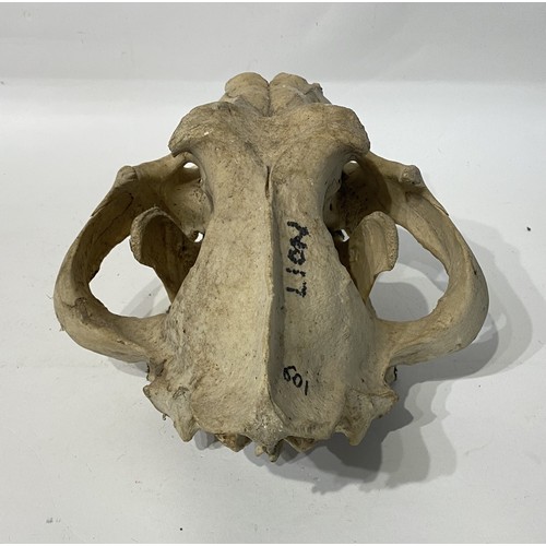 164 - 19th Century Taxidermy Lion Skull. 36cm x 27cm x 18cm