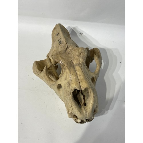 164 - 19th Century Taxidermy Lion Skull. 36cm x 27cm x 18cm