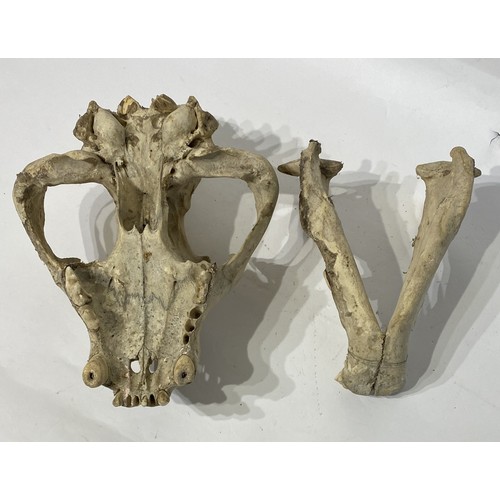 164 - 19th Century Taxidermy Lion Skull. 36cm x 27cm x 18cm