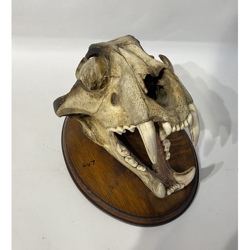 165 - WITHDRAWN Antique Taxidermy Bengal Tiger Skull. 34.5cm x 26cm x 23cm