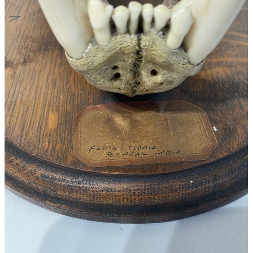 165 - WITHDRAWN Antique Taxidermy Bengal Tiger Skull. 34.5cm x 26cm x 23cm