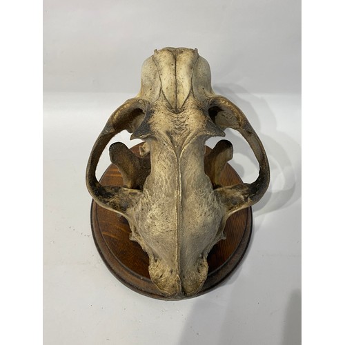 165 - WITHDRAWN Antique Taxidermy Bengal Tiger Skull. 34.5cm x 26cm x 23cm