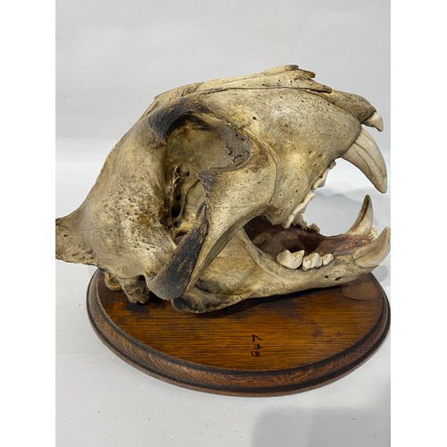 165 - WITHDRAWN Antique Taxidermy Bengal Tiger Skull. 34.5cm x 26cm x 23cm