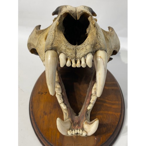 165 - WITHDRAWN Antique Taxidermy Bengal Tiger Skull. 34.5cm x 26cm x 23cm