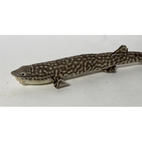 166 - Taxidermy Lesser Spotted Dogfish. No 70. 55cm Length