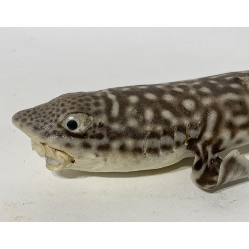 166 - Taxidermy Lesser Spotted Dogfish. No 70. 55cm Length