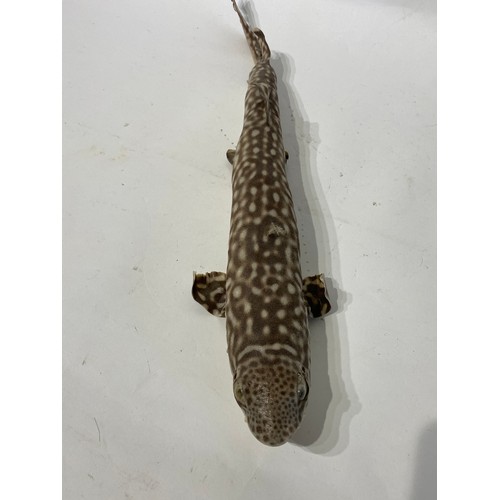 166 - Taxidermy Lesser Spotted Dogfish. No 70. 55cm Length