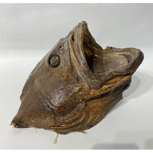 167 - Taxidermy Grouper Fish. 30cm x 28cm x 26cm