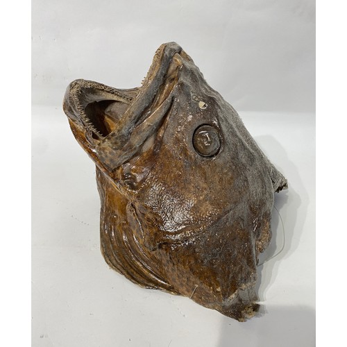 167 - Taxidermy Grouper Fish. 30cm x 28cm x 26cm