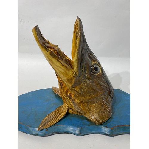 168 - Taxidermy Pike Fish Head. 46cm x 25.5cm x 20cm