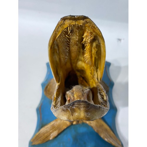 168 - Taxidermy Pike Fish Head. 46cm x 25.5cm x 20cm