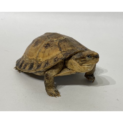 169 - Taxidermy Tortoise. 15cm x 12cm x 7cm