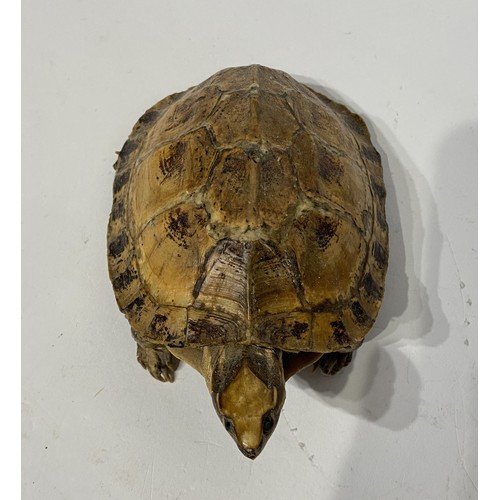 169 - Taxidermy Tortoise. 15cm x 12cm x 7cm