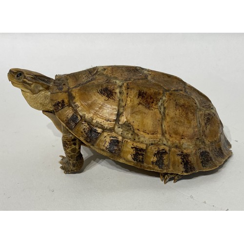 169 - Taxidermy Tortoise. 15cm x 12cm x 7cm