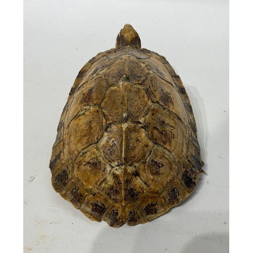 169 - Taxidermy Tortoise. 15cm x 12cm x 7cm