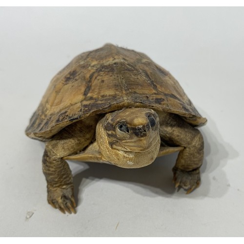 169 - Taxidermy Tortoise. 15cm x 12cm x 7cm