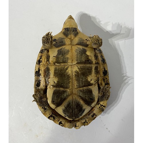 169 - Taxidermy Tortoise. 15cm x 12cm x 7cm