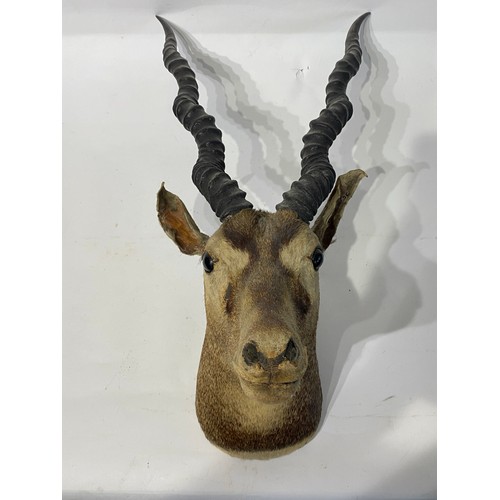 170 - Taxidermy Male Black Buck Antelope Head. No 394. 64cm x 34cm x 30cm