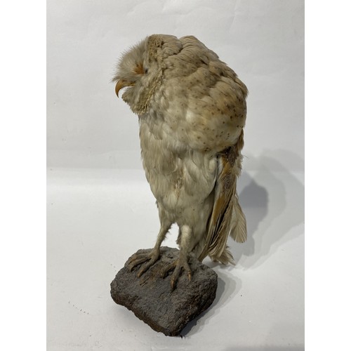 171 - Taxidermy Barn Owl. No 296. 33cm Height