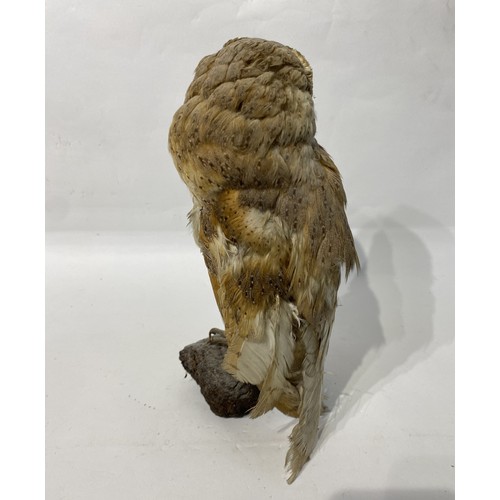 171 - Taxidermy Barn Owl. No 296. 33cm Height