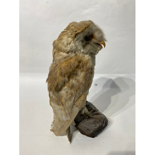 171 - Taxidermy Barn Owl. No 296. 33cm Height