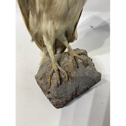 171 - Taxidermy Barn Owl. No 296. 33cm Height