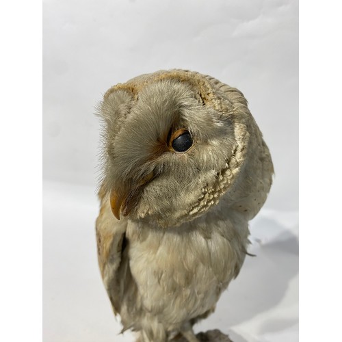 171 - Taxidermy Barn Owl. No 296. 33cm Height