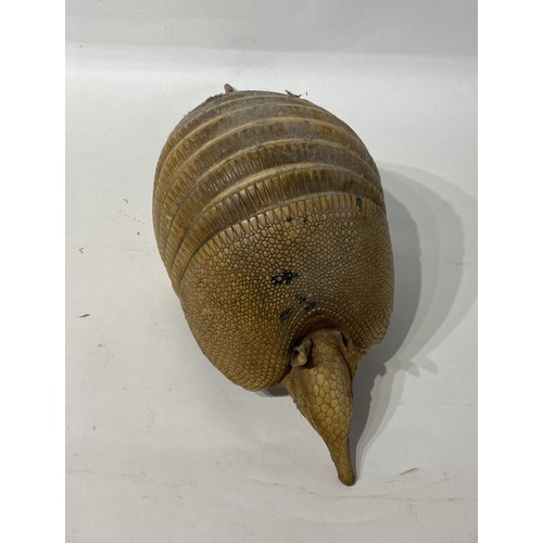 172 - Taxidermy Armadillo. 56cm x 21cm x 19cm