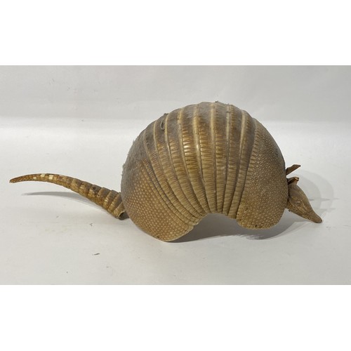 172 - Taxidermy Armadillo. 56cm x 21cm x 19cm