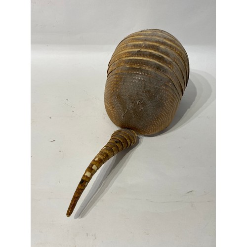 172 - Taxidermy Armadillo. 56cm x 21cm x 19cm