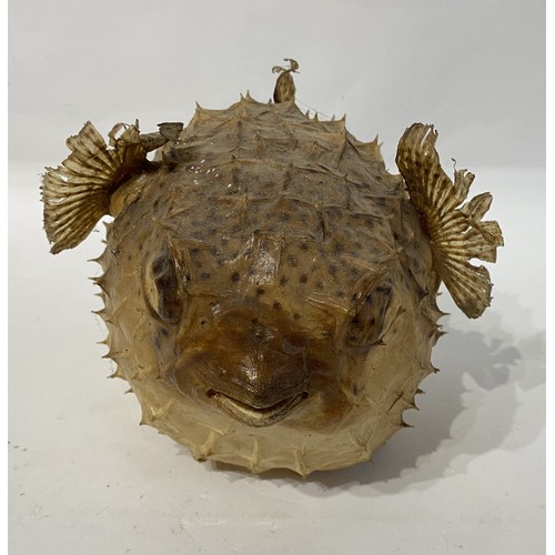 173 - Taxidermy Pufferfish. 29cm x 20cm x 17cm