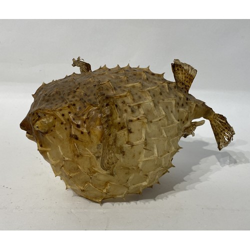 173 - Taxidermy Pufferfish. 29cm x 20cm x 17cm