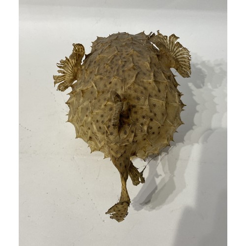 173 - Taxidermy Pufferfish. 29cm x 20cm x 17cm