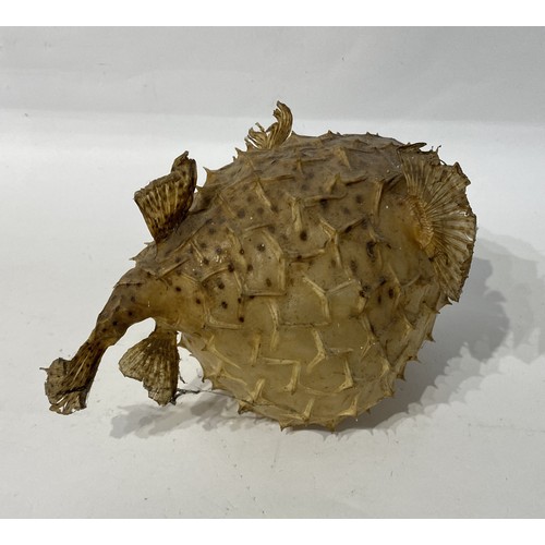 173 - Taxidermy Pufferfish. 29cm x 20cm x 17cm