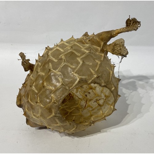 173 - Taxidermy Pufferfish. 29cm x 20cm x 17cm