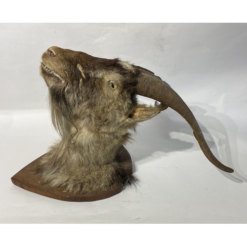 174 - Taxidermy Goat Head Mount . 64cm x 52cm x 43cm