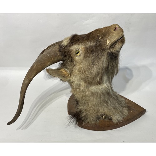 174 - Taxidermy Goat Head Mount . 64cm x 52cm x 43cm