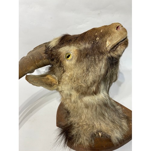 174 - Taxidermy Goat Head Mount . 64cm x 52cm x 43cm