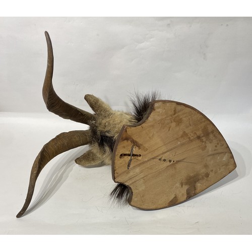 174 - Taxidermy Goat Head Mount . 64cm x 52cm x 43cm