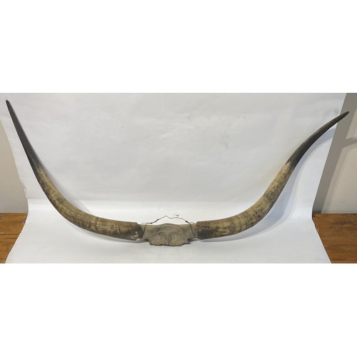 175 - Large Taxidermy Cow Horns. 120cm x 50cm x 20cm