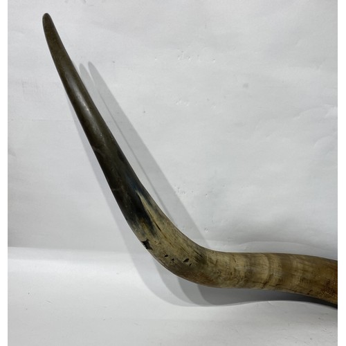 175 - Large Taxidermy Cow Horns. 120cm x 50cm x 20cm