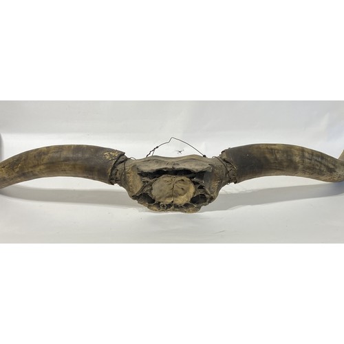 175 - Large Taxidermy Cow Horns. 120cm x 50cm x 20cm