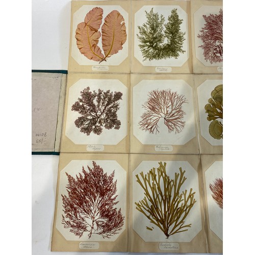 183 - A Botany Catalogue of Jersey Seaweeds Containing 15 Actual Specimens Mounted on Card c. 1860. No 29.