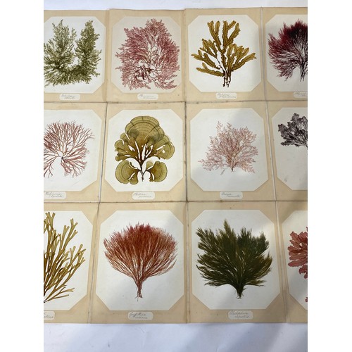 183 - A Botany Catalogue of Jersey Seaweeds Containing 15 Actual Specimens Mounted on Card c. 1860. No 29.