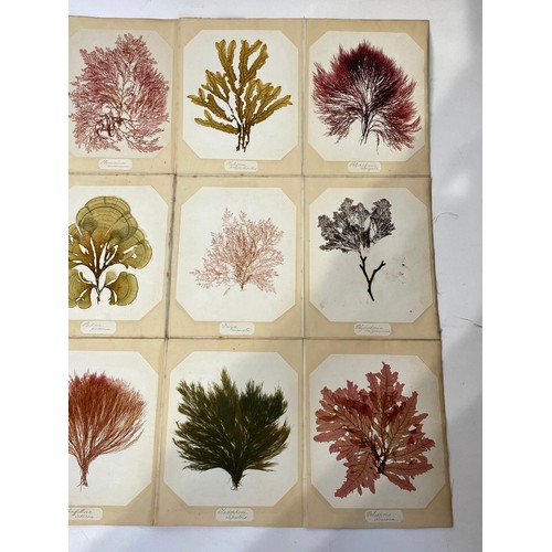 183 - A Botany Catalogue of Jersey Seaweeds Containing 15 Actual Specimens Mounted on Card c. 1860. No 29.