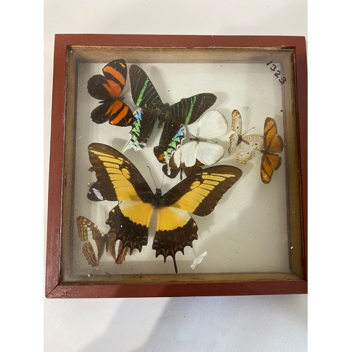 214 - Two Framed Cases of Taxidermy Butterflies. 43cm x 30cm