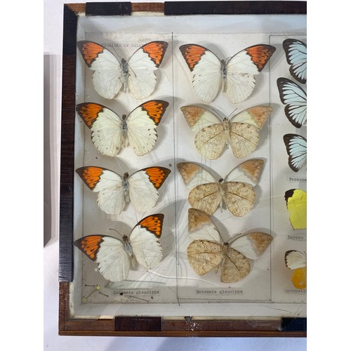 214 - Two Framed Cases of Taxidermy Butterflies. 43cm x 30cm