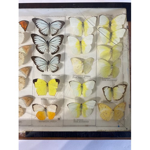 214 - Two Framed Cases of Taxidermy Butterflies. 43cm x 30cm