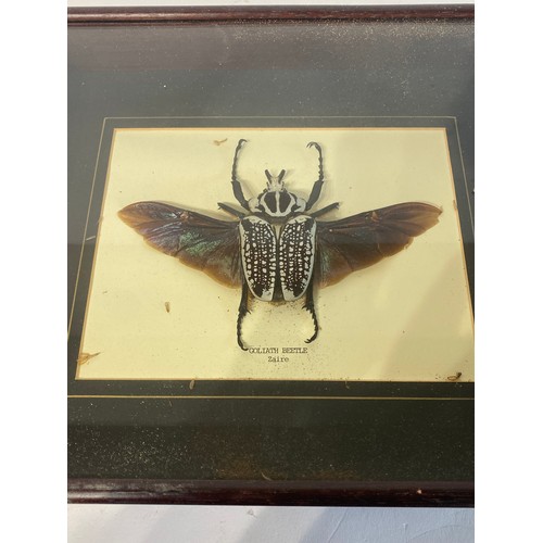 216 - Taxidermy Goliath Beetle in Framed Case. 31.5cm x 26.5cm x 5cm